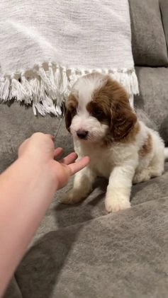 Goldendoodle dogs for sale: Piper - Video 4