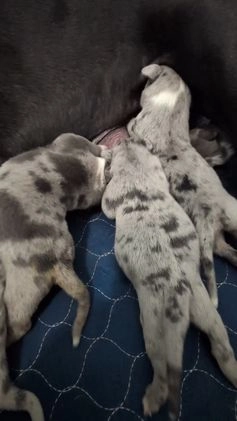 American Bully dogs for sale: American Bully Puppy 3 - Video 2