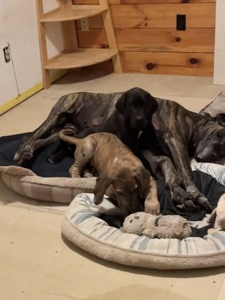 Great Dane dogs for sale: Petal - Video 1