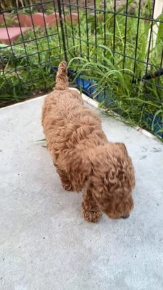 Standard Poodle dogs for sale: Frank - Video 1