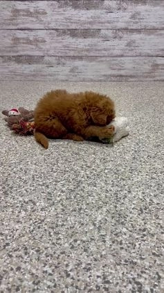 Mini Goldendoodle dogs for sale: Cole - Video 3