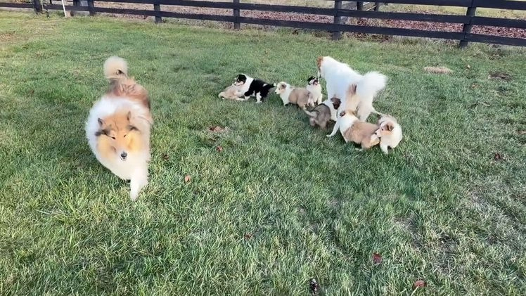 Collie dogs for sale: Collie Puppy 7 - Video 4