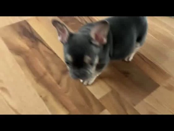 French Bulldog dogs for sale: Serenity - Video 1