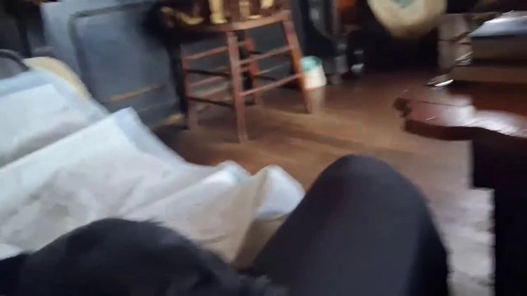 Mixed Breed dogs for sale: Angus - Video 1