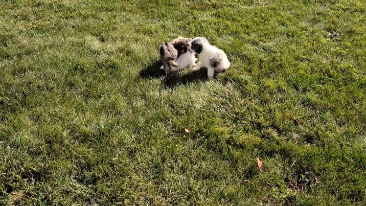 Mixed Breed dogs for sale: Nala - Video 4