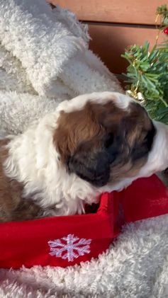 Saint Berdoodles dogs for sale: Banjo - Video 7