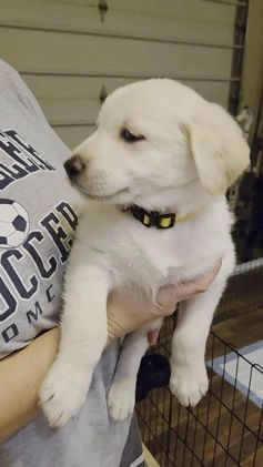 Mixed Breed dogs for sale: Golden shepherd yellow - Video 4