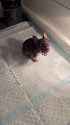 French Bulldog dogs for sale: French Bulldog Puppy 2 - Video 1