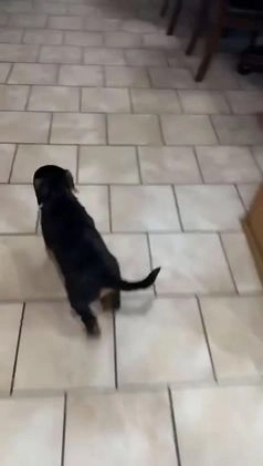 Rottweiler dogs for sale: Rottweiler Puppy 1 - Video 1