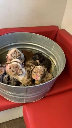 English Bulldog dogs for sale: Rocco - Video 1