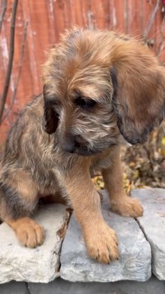 Mixed Breed dogs for sale: Opal - Video 2