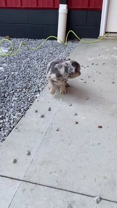 Mixed Breed dogs for sale: Billy - Video 4