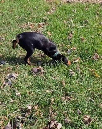 Miniature Pinscher dogs for sale: Miniature Pinscher Puppy 3 - Video 1