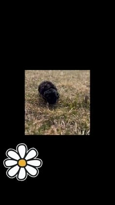 Maltipoo dogs for sale: Baby Girl  - Video 2