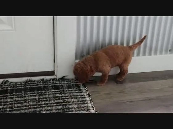 Mini Goldendoodle dogs for sale: Bryson - Video 1