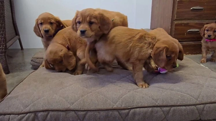 Miniature Golden Retriever dogs for sale: Damien - Video 1