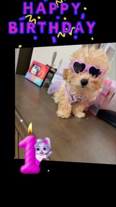 Havapoo dogs for sale: Havapoo Puppy 1 - Video 3