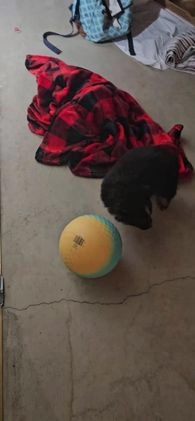 Mixed Breed dogs for sale: Carly - Video 2