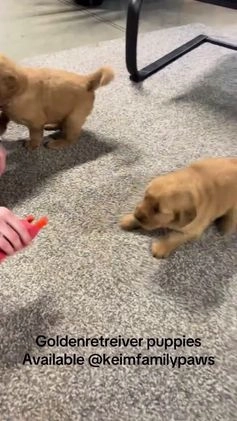 Golden Retriever dogs for sale: Golden Retriever Puppy - Stella - Video 1