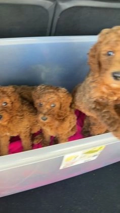 Goldendoodle dogs for sale: Goldendoodle Puppy 1 - Video 2