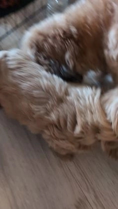 Mixed Breed dogs for sale: Mixed Breed Puppy 6 - Video 1