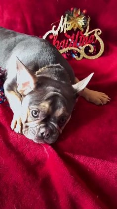 French Bulldog dogs for sale: French Bulldog Puppy 2 - Video 2