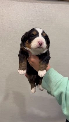 Bernese Mountain Dog dogs for sale: Sugar  - Video 1