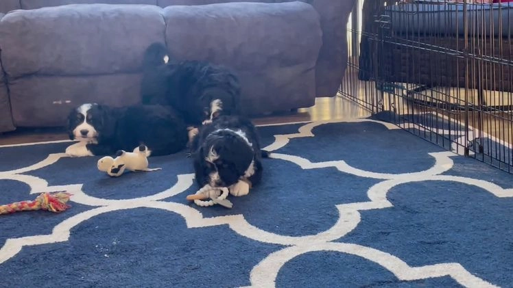 Bernedoodle dogs for sale: Mr. Sparky - Video 1