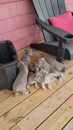 American Bully dogs for sale: American Bully Puppy 1 - Video 1