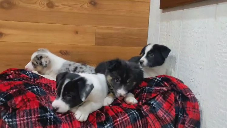 Border Collie dogs for sale: Duke - Video 1