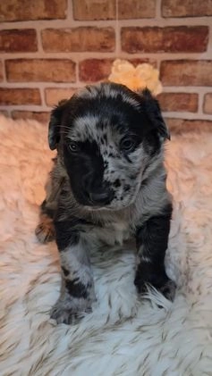 Mixed Breed dogs for sale: Atlas - Video 1