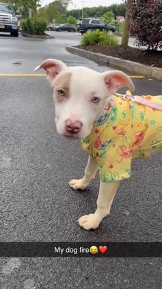 Mixed Breed dogs for sale: Mixed Breed Puppy 1 - Video 1