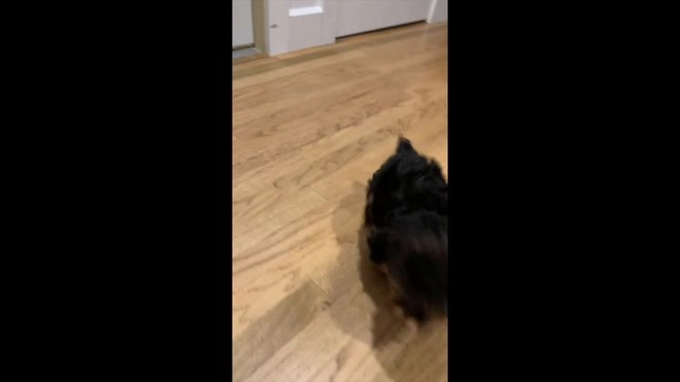 Yorkshire Terrier dogs for sale: Rudolph - Video 1