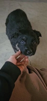 Mixed Breed dogs for sale: Holly - Video 1