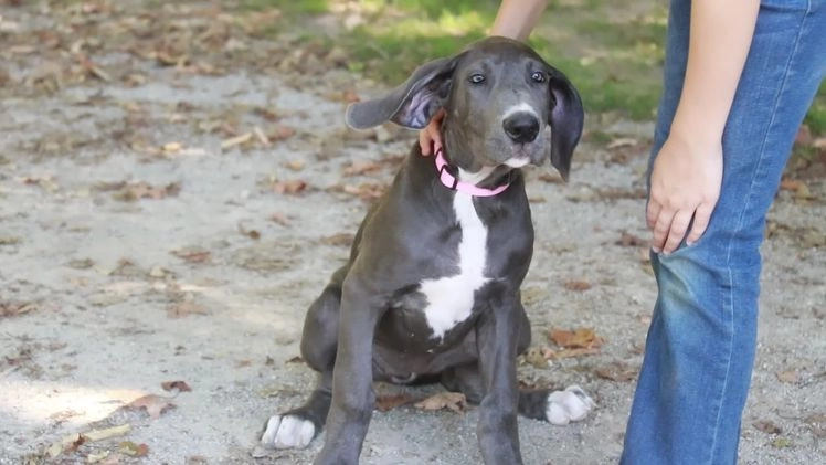Great Dane dogs for sale: Lucy - Video 3