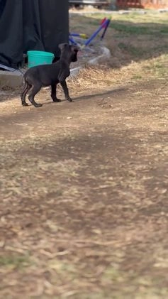 Cane Corso dogs for sale: Amir - Video 2
