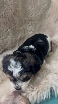 Morkie dogs for sale: Rafael  - Video 1