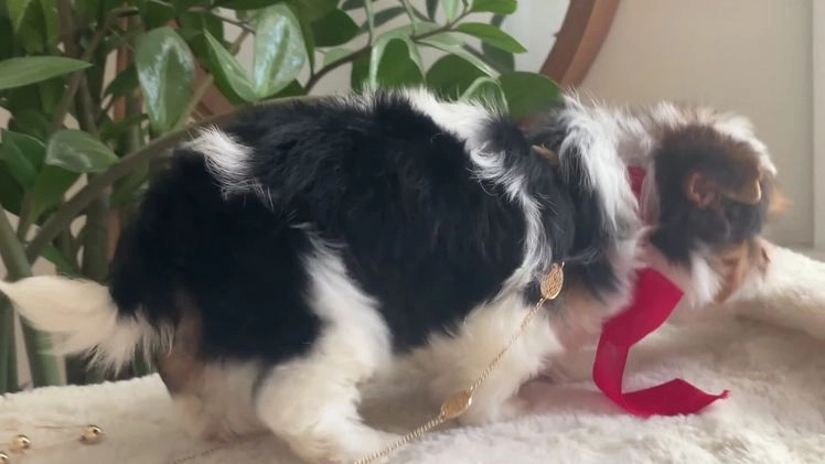 Biewer Terrier dogs for sale: Toby - Video 1