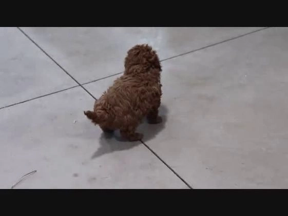Bichpoo dogs for sale: Blaize - Video 1