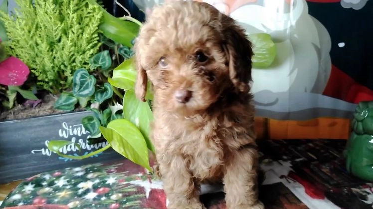 Toy Poodle dogs for sale: Rupert - Video 1