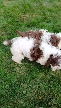 Cockapoo dogs for sale: Ricco - Video 2