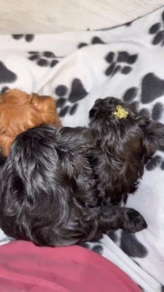 Yorkiepoo dogs for sale: TEACUP ONYX - Video 1