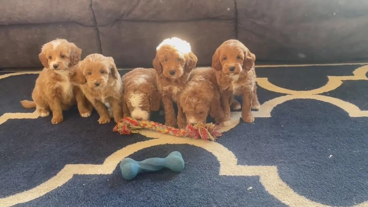 Mini Goldendoodle dogs for sale: Ms. Piper - Video 1