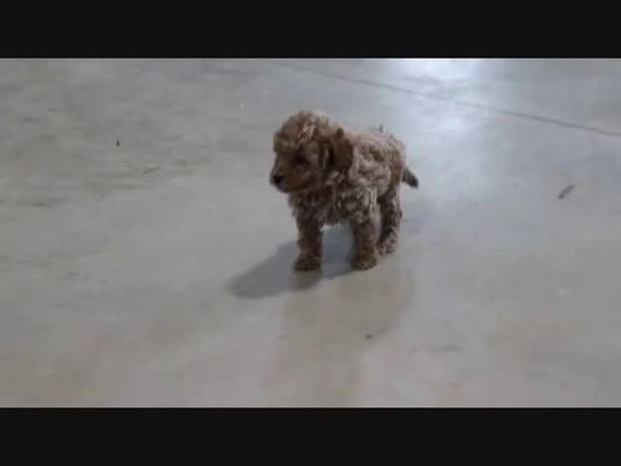 Bichpoo dogs for sale: Gary - Video 1