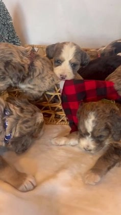 Bernedoodle dogs for sale: Doc - Video 1