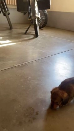 Miniature Dachshund dogs for sale: Donna - Video 3