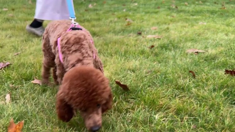 Miniature Poodle dogs for sale: Marshall - Video 1