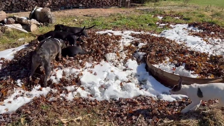 Mixed Breed dogs for sale: Lynx - Video 3