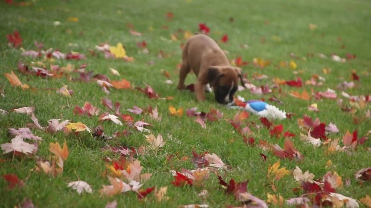 Boxer dogs for sale: Clover - Video 1
