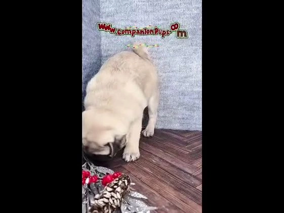 Pug dogs for sale: Best Friend for Life - Brady- Memoriable Christmas Puppy! - Video 3